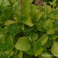 Coleus rotundifolius (Poir.) A.Chev. & Perrot